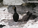 Shag at nest - A